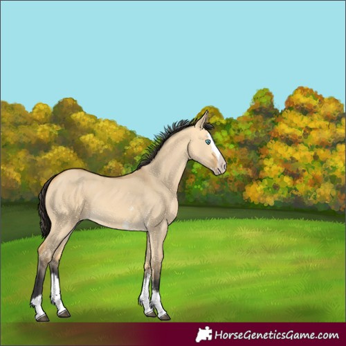 Horse Color:Buckskin Dun Sabino Splash