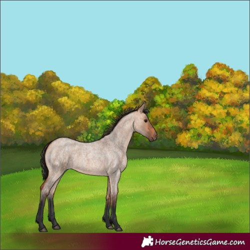 Horse Color:Bay Roan Dun 