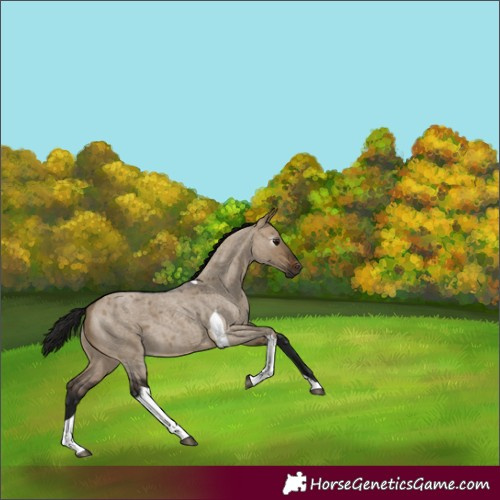 Horse Color:Gray Bay Roan Dun Tobiano
