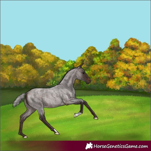 Horse Color:Silver Brown Roan Rabicano 