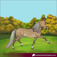 Horse Color:Silver Buckskin Dun