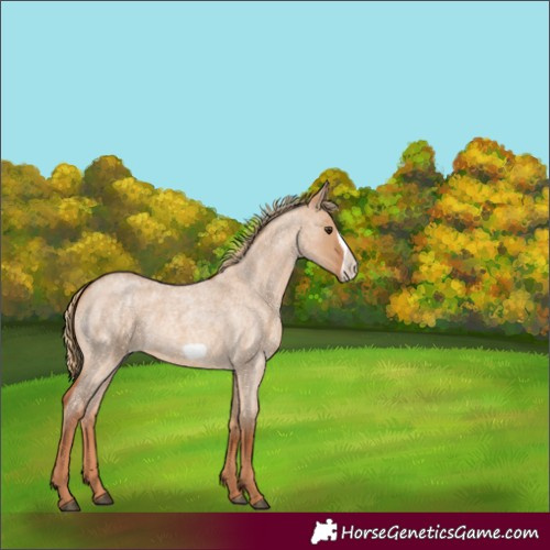 Horse Color:Red Dun Roan Frame