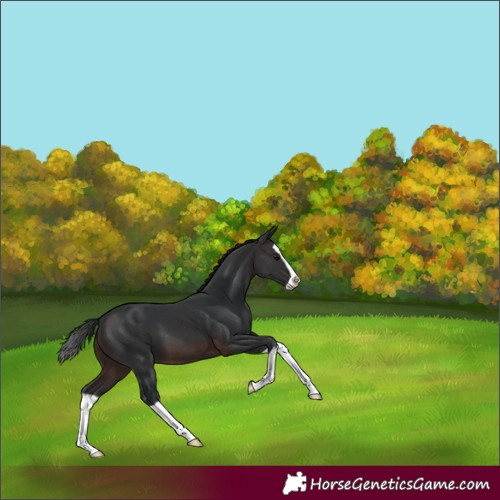 Horse Color:Brown Splash