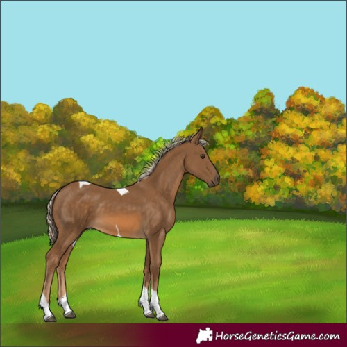 Horse Color:Chocolate Palomino Tobiano