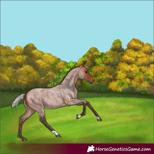 Horse Color:Silver Brown Roan