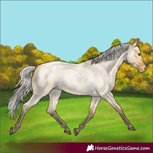 Horse Color:Silver Buckskin Roan Dun Varnish