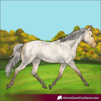 Horse Color:Silver Buckskin Roan Dun Varnish