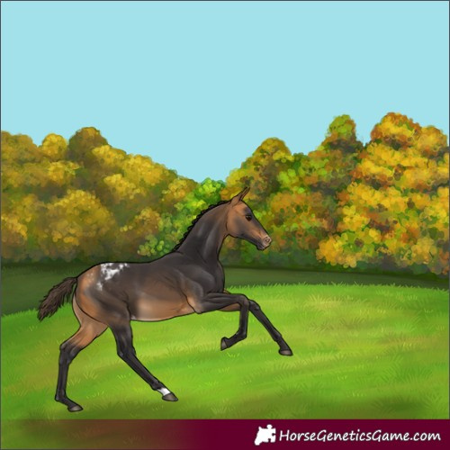 Horse Color:Buckskin Blanket