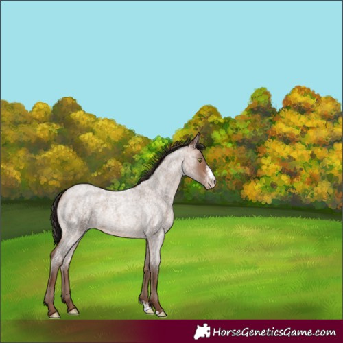Horse Color:Sable Champagne Roan Sabino 