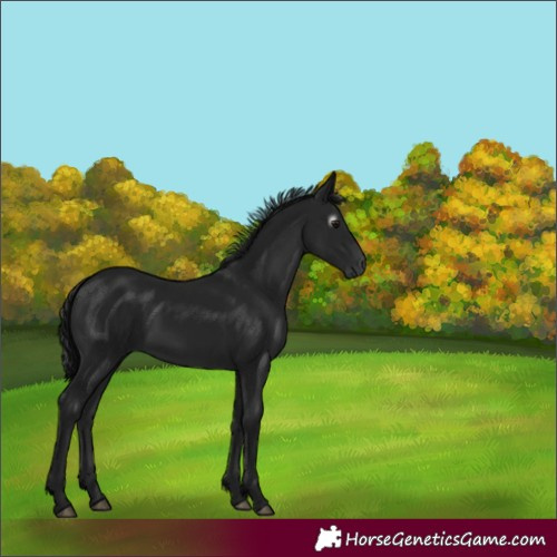 Horse Color:Gray Brown