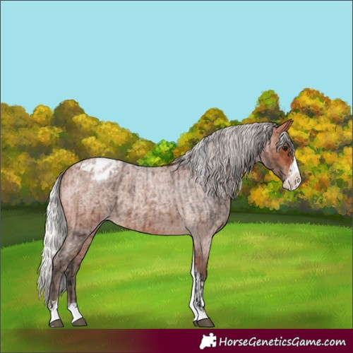 Horse Color:Bay Roan Splash Tobiano Appaloosa  and Silver Bay Roan Splash Tobiano Appaloosa 