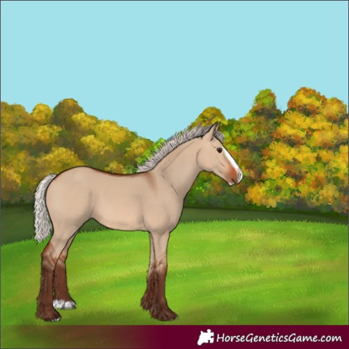Horse Color:Unknown 