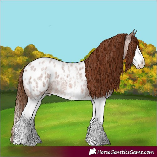 Horse Color:Red Roan Sabino Splash Appaloosa Rabicano