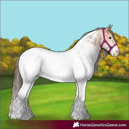 Horse Color:White Spotted Buckskin Appaloosa Rabicano 
