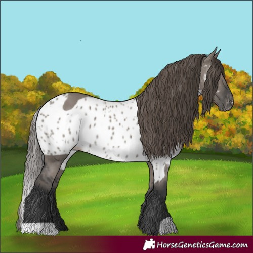 Horse Color:Grullo Skewed Appaloosa 