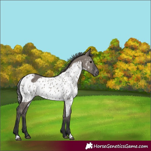 Horse Color:Grullo Skewed Appaloosa 