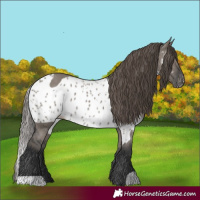 Horse Color:Grullo Skewed Appaloosa