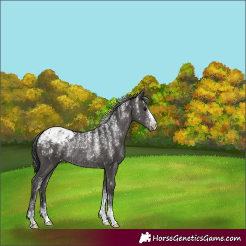 Horse Color:Unknown 