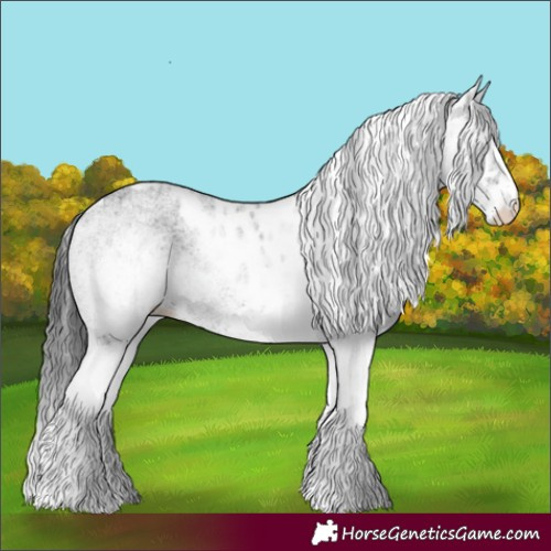Horse Color:White Spotted Black Skewed Appaloosa