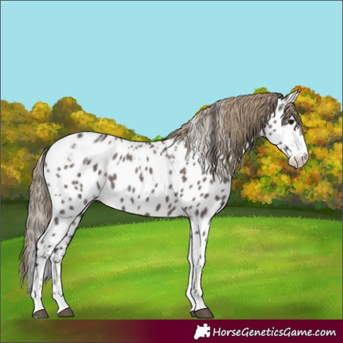 Horse Color:Powder White Smoky Grullo Appaloosa Rabicano
