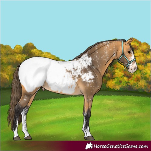 Horse Color:Powder White Buckskin Appaloosa