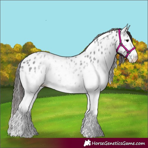 Horse Color:White Spotted Smoky Black Appaloosa 