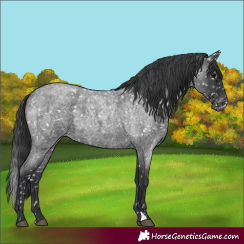 Horse Color:Blue Roan Skewed Appaloosa
