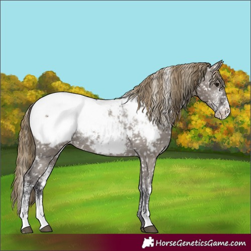 Horse Color:Powder White Smoky Grullo Appaloosa Rabicano