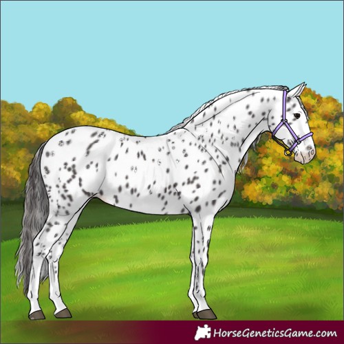 Horse Color:Powder White Smoky Black Appaloosa 
