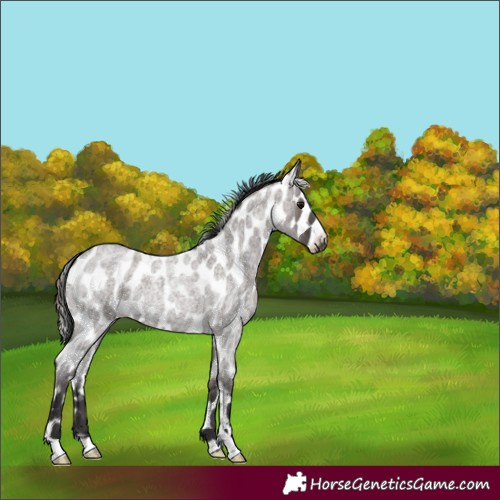 Horse Color:Smoky Grullo Roan Skewed Appaloosa 