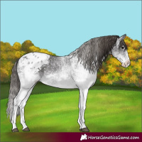 Horse Color:White Spotted Smoky Black Appaloosa Rabicano 
