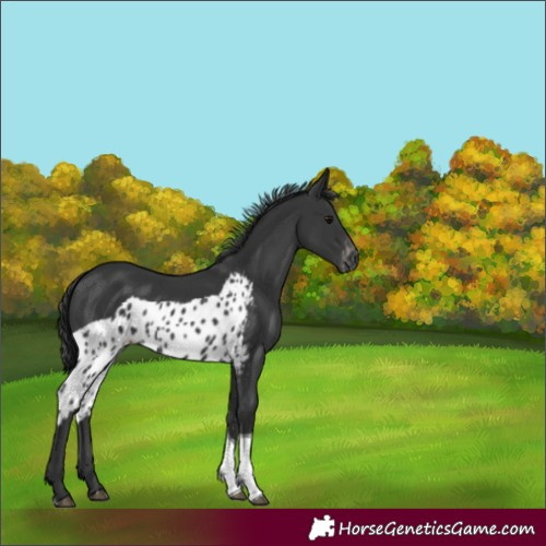 Horse Color:Black Tobiano Skewed Appaloosa 