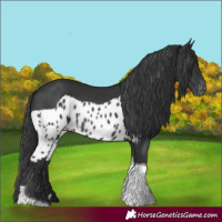 Horse Color:Black Tobiano Skewed LP Spotted