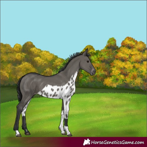 Horse Color:Grullo Tobiano Skewed Appaloosa 