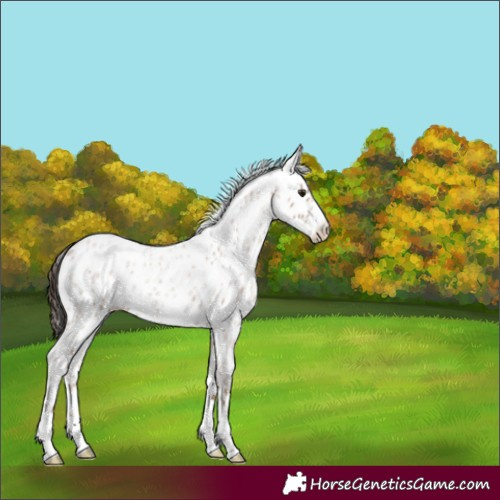 Horse Color:Powder White Classic Champagne Roan Appaloosa 