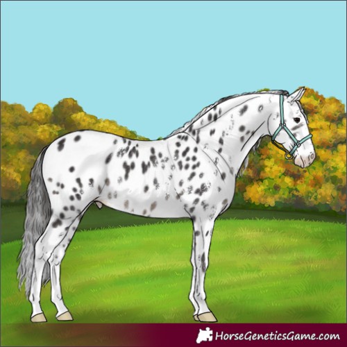 Horse Color:Smoky Black Sabino Appaloosa Rabicano