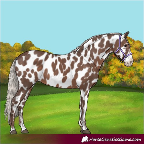 Horse Color:Silver Black Sabino Appaloosa 