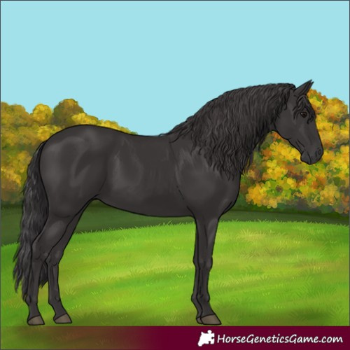 Horse Color:Smoky Black 