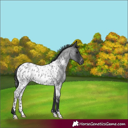 Horse Color:Blue Roan Skewed Appaloosa 