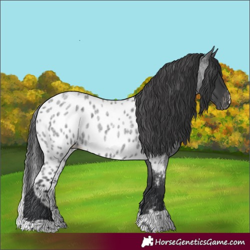 Horse Color:Blue Roan Skewed Appaloosa