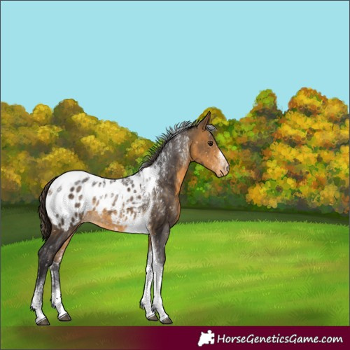 Horse Color:Powder White Buckskin Tobiano Appaloosa Rabicano 