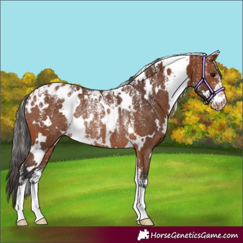 Horse Color:Powder White White Spotted Bay Appaloosa Rabicano 