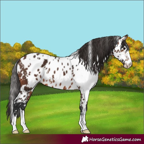 Horse Color:White Spotted Brown Skewed Appaloosa