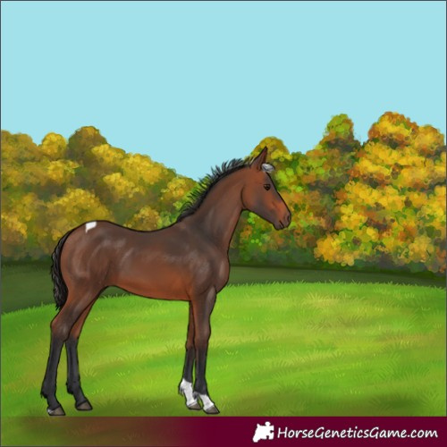 Horse Color:Unknown 