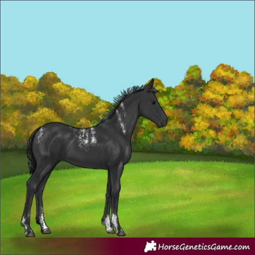 Horse Color:Powder White Black 