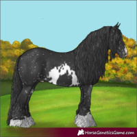 Horse Color:Black Skewed Appaloosa 