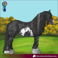 Horse Color:Black Skewed Appaloosa