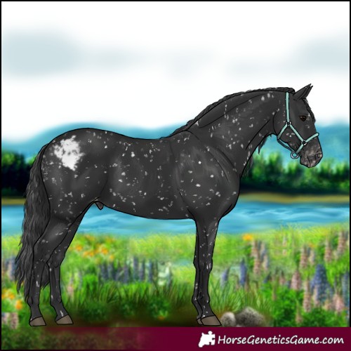 Horse Color:Black Skewed Appaloosa 