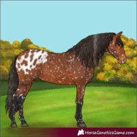Horse Color:Bay Blanket