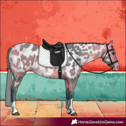 Horse Color:Watercolor Buckskin Tobiano Near Leopard